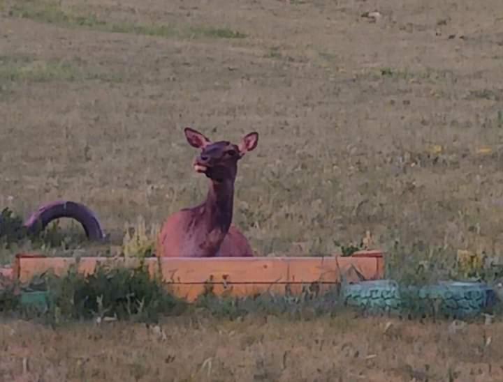 ホテル Apache Eco Camp, Terelj Nationalpark Mongolia Bayan Bulagiin Hural エクステリア 写真