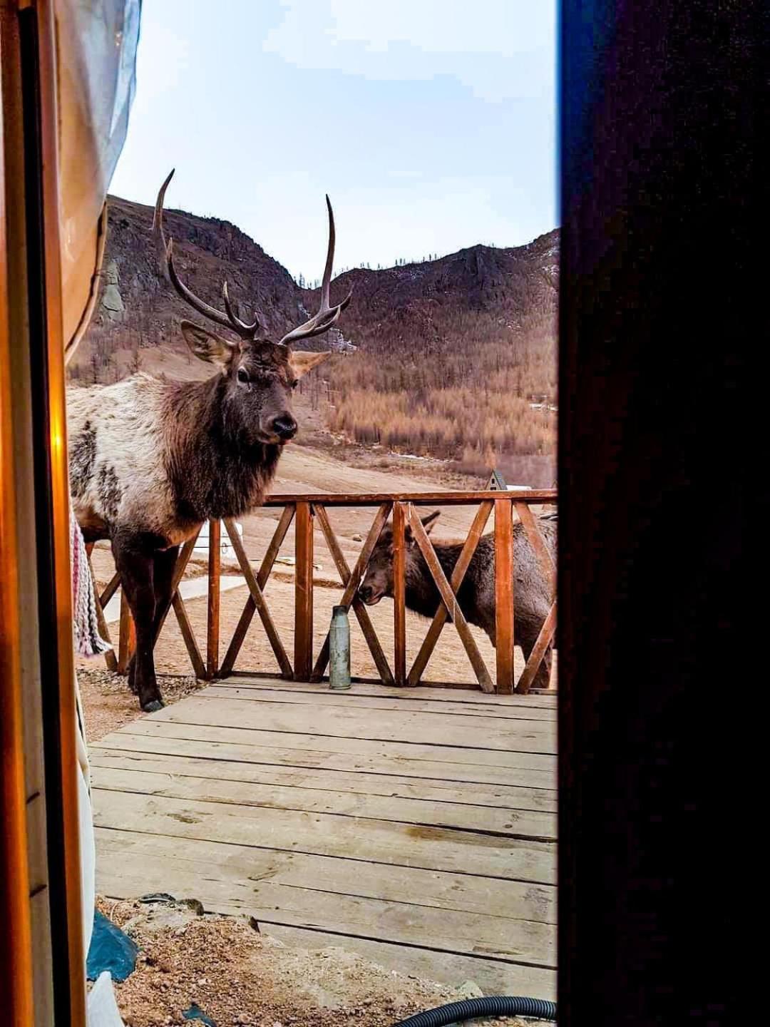 ホテル Apache Eco Camp, Terelj Nationalpark Mongolia Bayan Bulagiin Hural エクステリア 写真